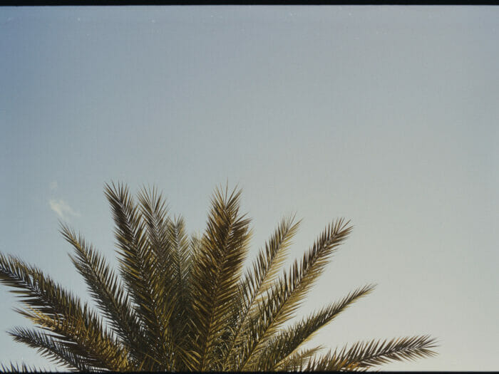 Random Palm tree in Marocco 🌴